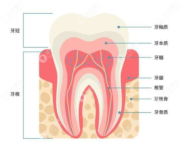 人的牙齿名称结构图图片