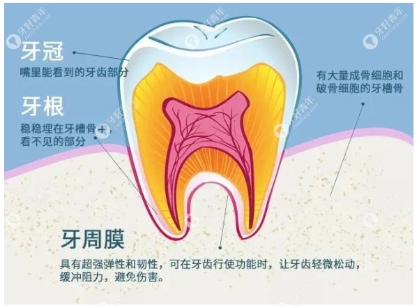 牙齿矫正是牙槽骨吸收重建的过程